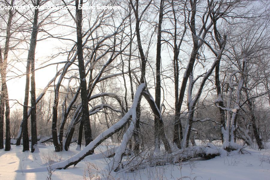 Ice, Outdoors, Snow, Landscape, Nature, Scenery, Forest
