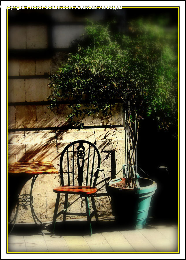 Plant, Potted Plant, Chair, Furniture, Pot, Pottery, Bush
