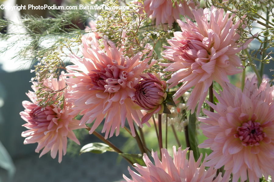 Blossom, Dahlia, Flora, Flower, Plant, Asteraceae, Flower Arrangement