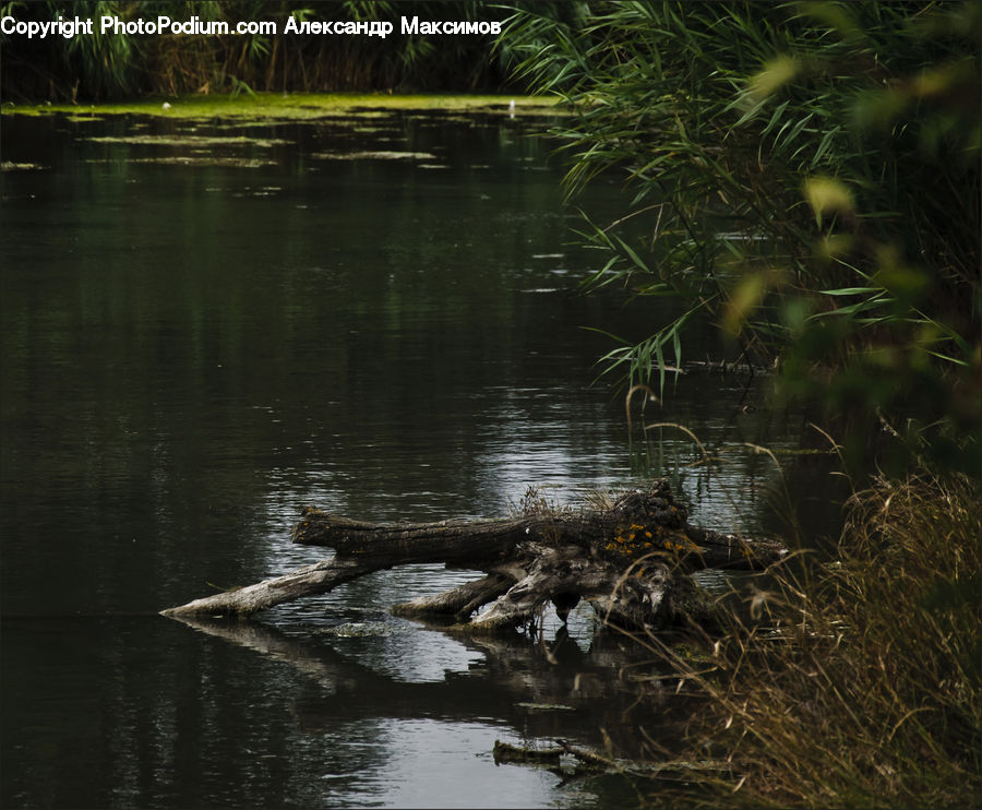 Animal, Beaver, Mammal, Rodent, Alligator, Crocodile, Reptile