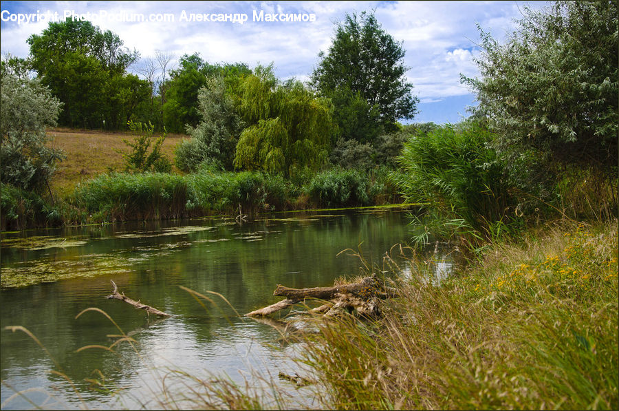 Outdoors, Pond, Water, Alligator, Crocodile, Reptile, Plant