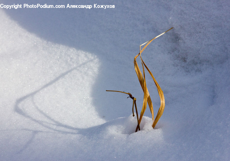 Antler, Blossom, Crocus, Flora, Flower, Plant