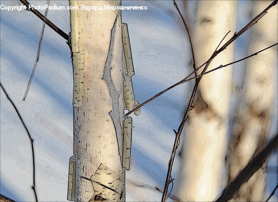 Birch, Tree, Wood, Field, Grass, Grassland, Plant