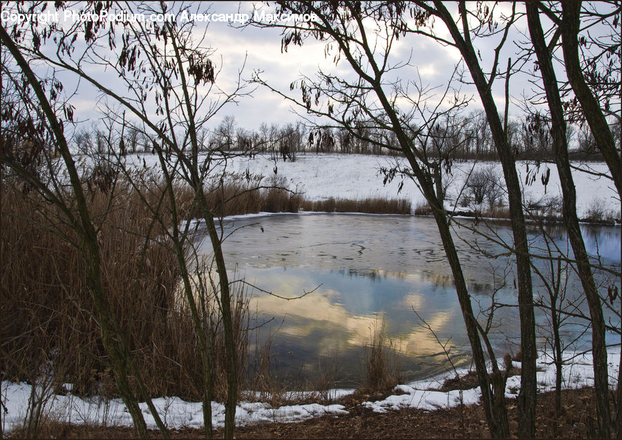 Land, Marsh, Pond, Swamp, Water