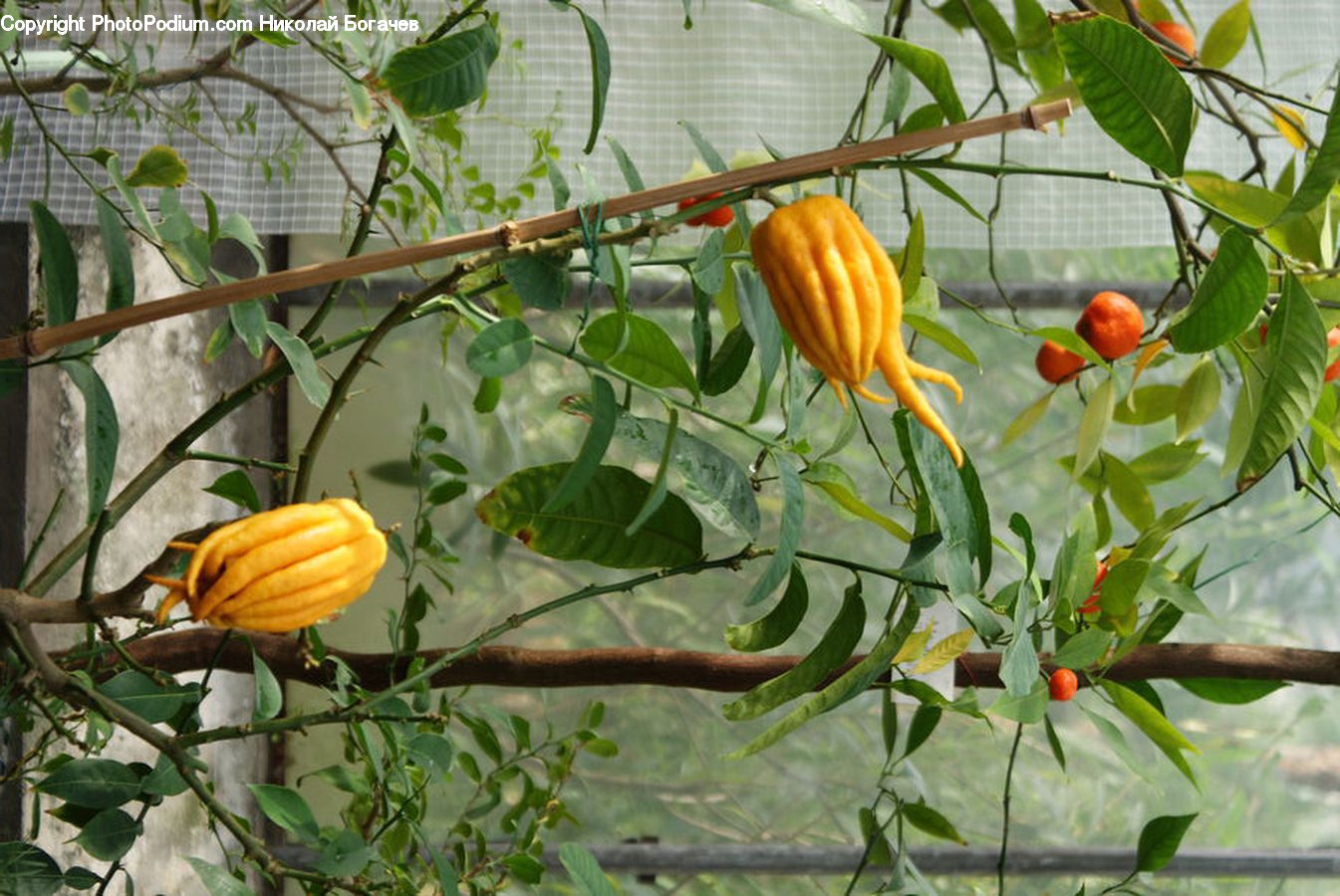 Citrus Fruit, Fruit, Grapefruit, Blossom, Flora, Flower, Plant