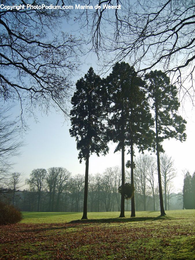 Plant, Tree, Oak, Wood, Grassland, Mound, Conifer