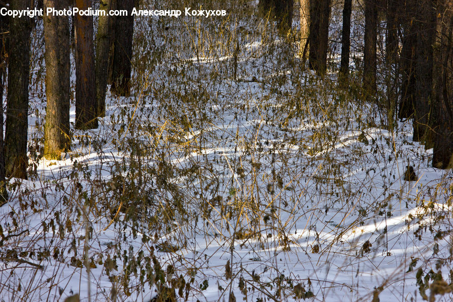 Forest, Vegetation, Birch, Tree, Wood, Field, Grass