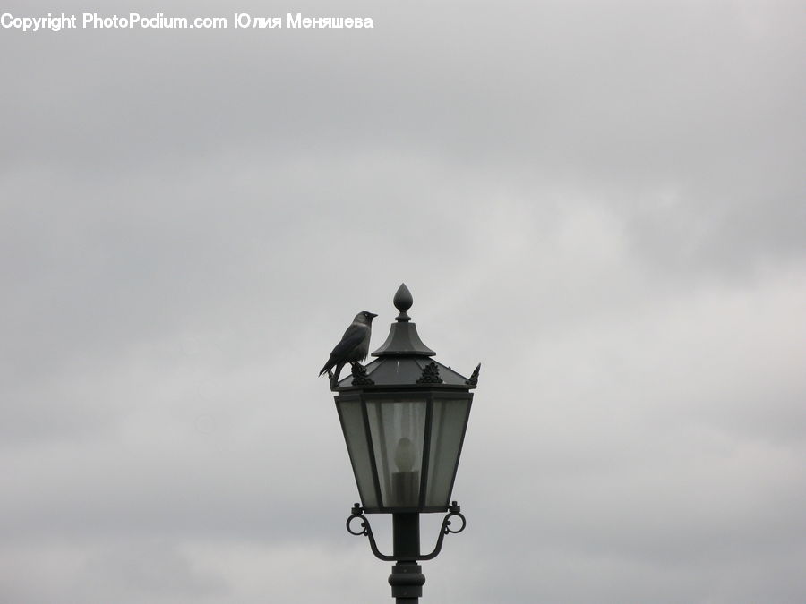 Lantern, Lamp Post, Pole, Bird, Blackbird, Crow, Lighting