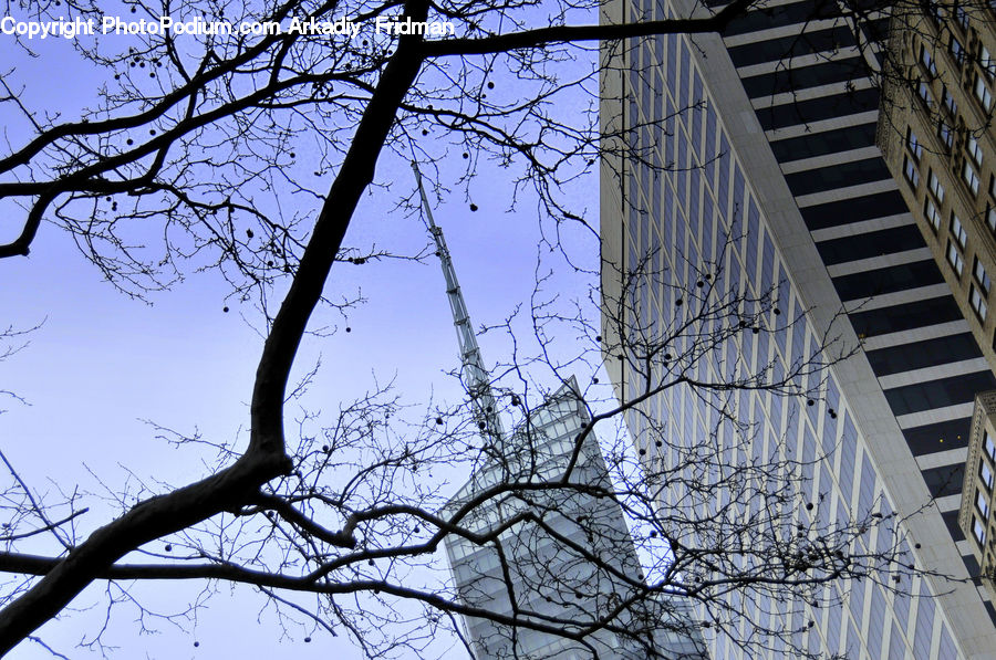 City, Downtown, Urban, Plant, Tree, Alley, Alleyway