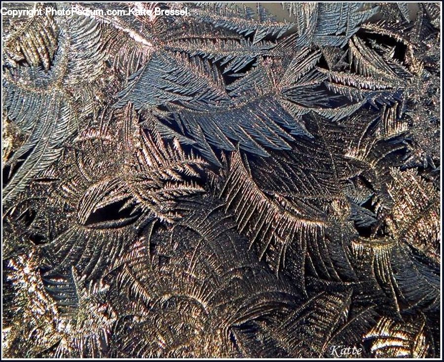 Frost, Ice, Outdoors, Snow, Alcyonacea, Brain Coral, Coral Reef