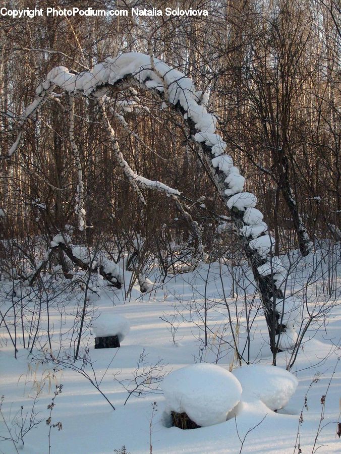 Ice, Outdoors, Snow, Birch, Tree, Wood, Oak