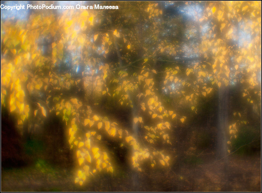 Flare, Light, Sunlight, Landscape, Nature, Scenery, Field