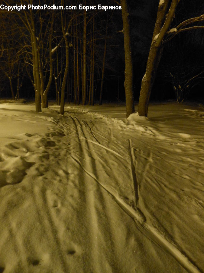 Dirt Road, Gravel, Road, Plant, Tree, Forest, Grove