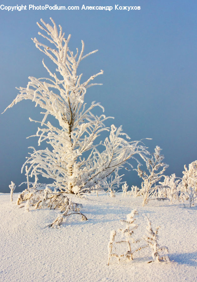 Frost, Ice, Outdoors, Snow, Conifer, Fir, Plant