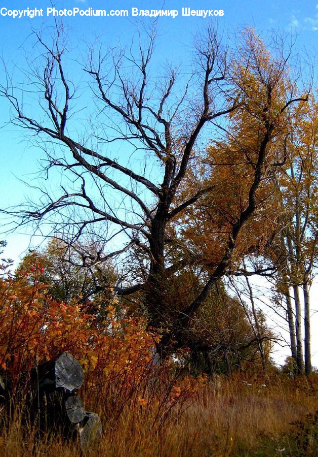 Plant, Tree, Oak, Wood, Birch, Conifer, Fir