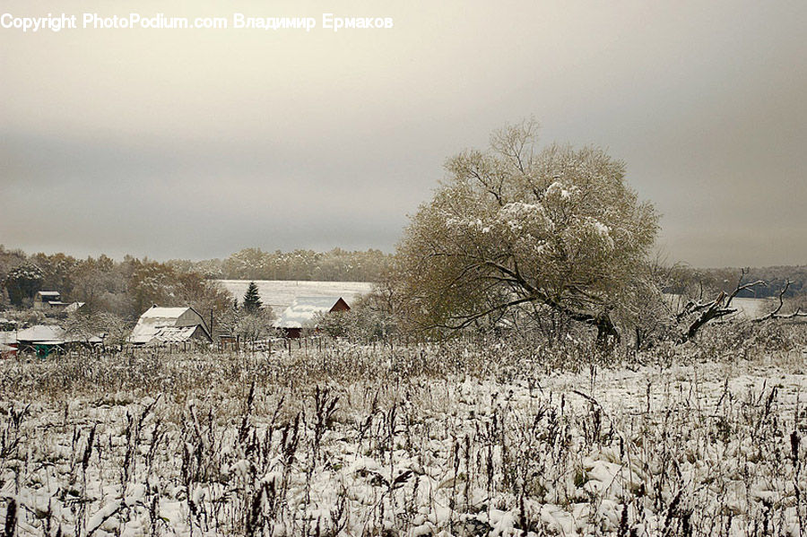 Soil, Frost, Ice, Outdoors, Snow, Forest, Grove