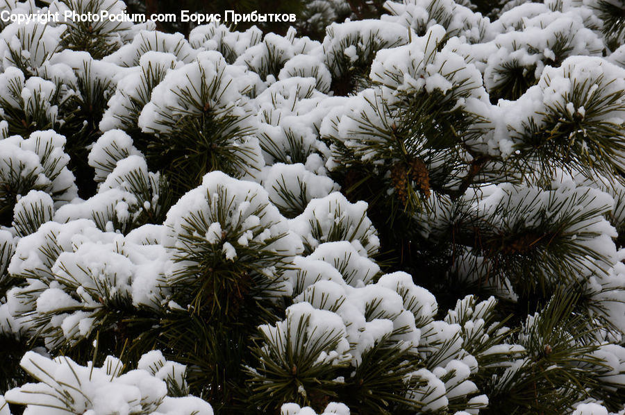 Conifer, Fir, Plant, Tree, Spruce, Wood, Pine