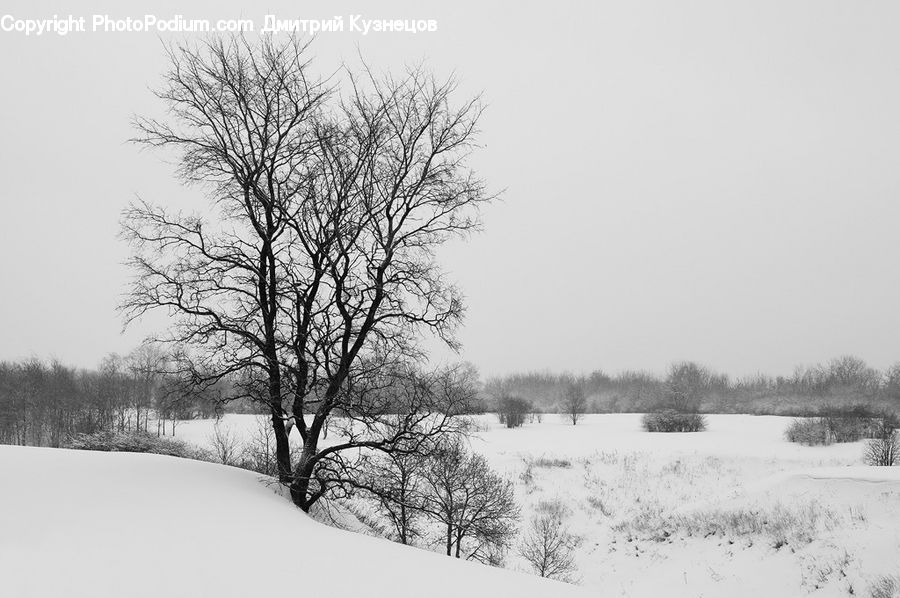 Ice, Outdoors, Snow, Plant, Tree, Countryside, Oak