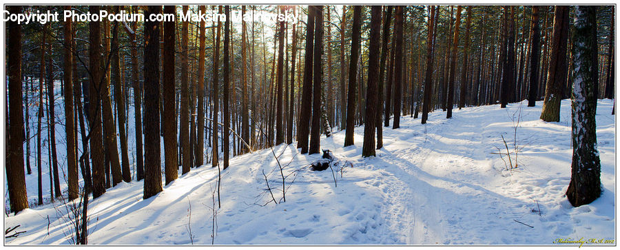 Forest, Vegetation, Conifer, Fir, Plant, Tree, Cabin