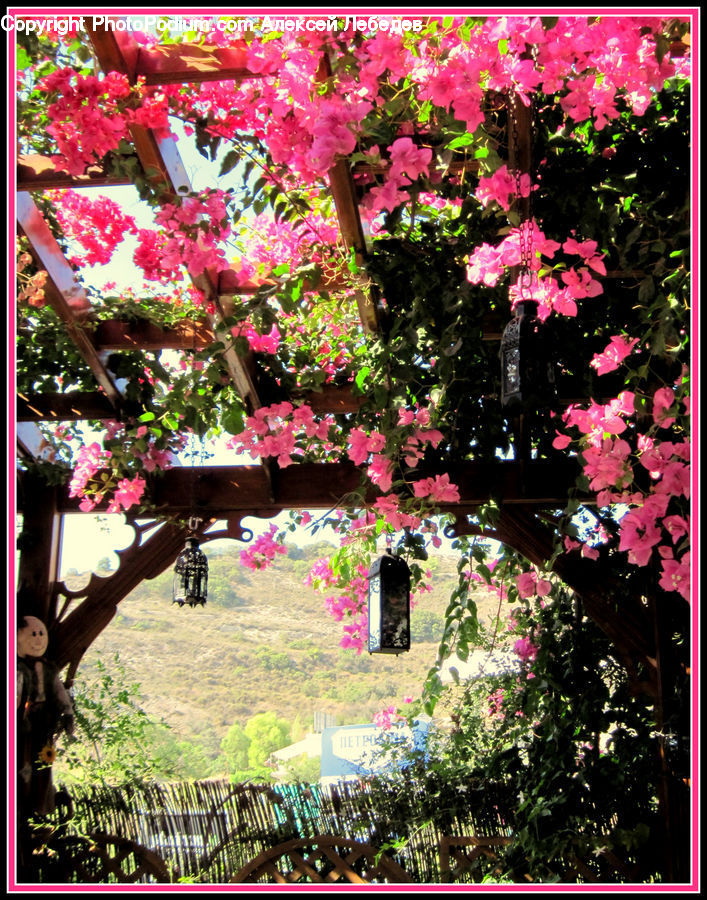 Plant, Potted Plant, Cosmos, Blossom, Flora, Flower, Geranium