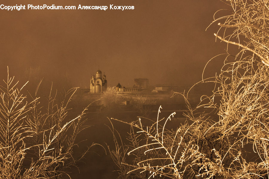 Field, Grass, Grassland, Plant, Grain, Wheat, Dawn