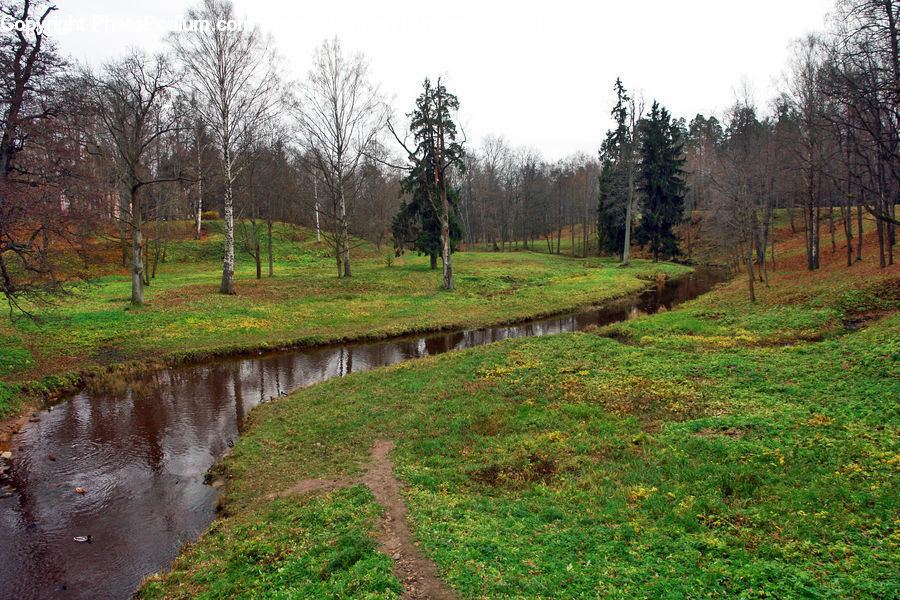 Ditch, Dirt Road, Gravel, Road, Forest, Vegetation, Field