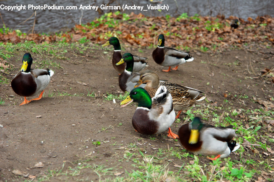 Bird, Duck, Teal, Waterfowl, Mallard, Goose, Beak