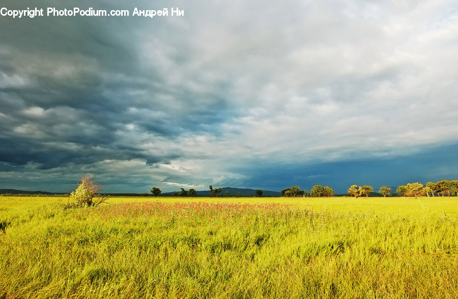 Field, Grain, Grass, Plant, Wheat, Grassland