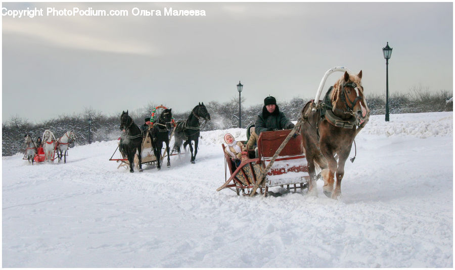 Animal, Horse, Mammal, Sled, Car, Wagon