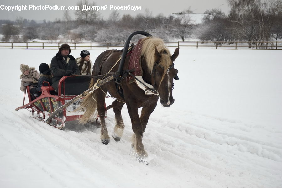 People, Person, Human, Animal, Horse, Mammal, Sled