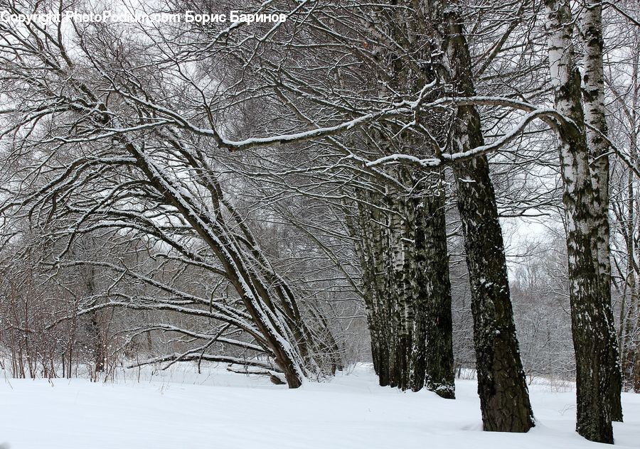 Birch, Tree, Wood, Ice, Outdoors, Snow, Plant