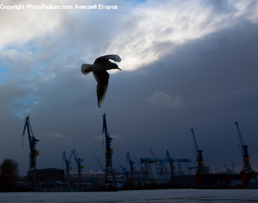 Constriction Crane, Bird, Seagull, Booby, Kite Bird