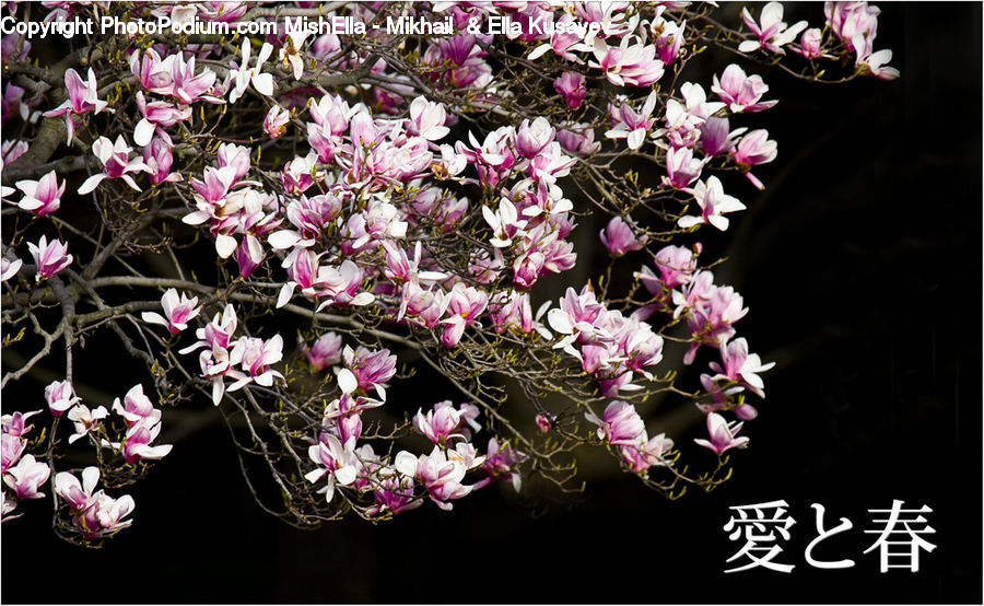 Blossom, Flora, Flower, Plant, Orchid, Cherry Blossom, Flower Arrangement