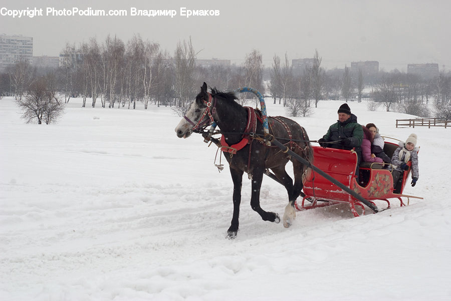 People, Person, Animal, Horse, Mammal, Human, Sled