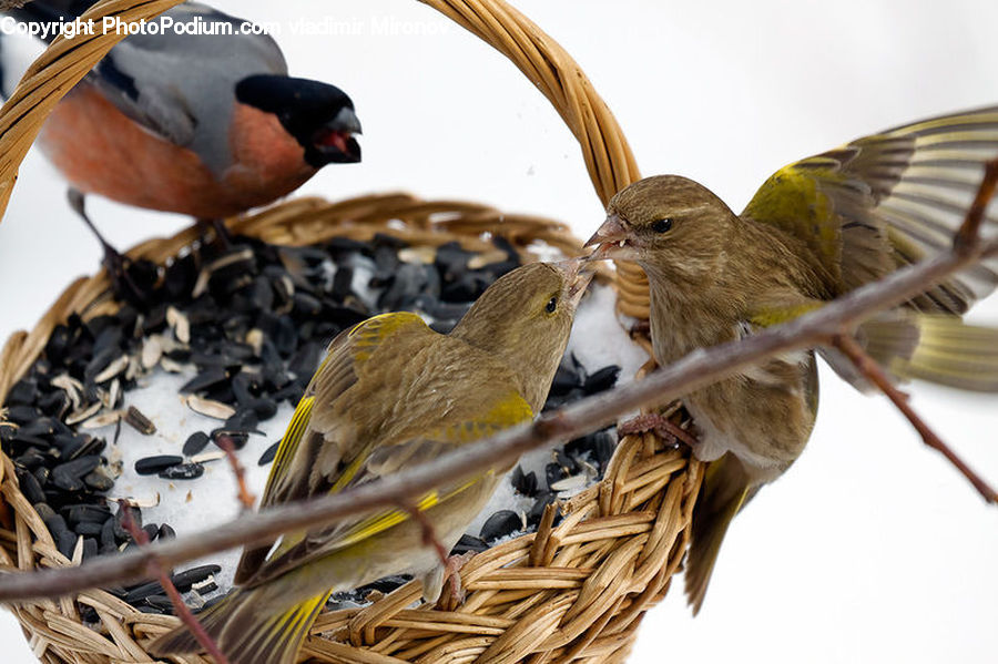 Bird, Finch, Beak, Canary, Blue Jay, Bluebird, Jay