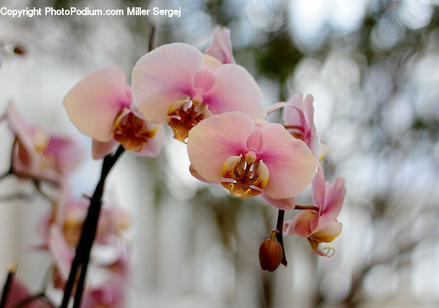 Blossom, Cherry Blossom, Flower, Flora, Plant, Orchid, Pollen