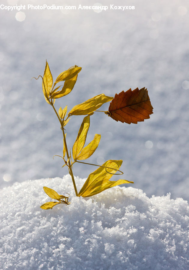 Leaf, Plant, Blossom, Daffodil, Flora, Flower, Crocus