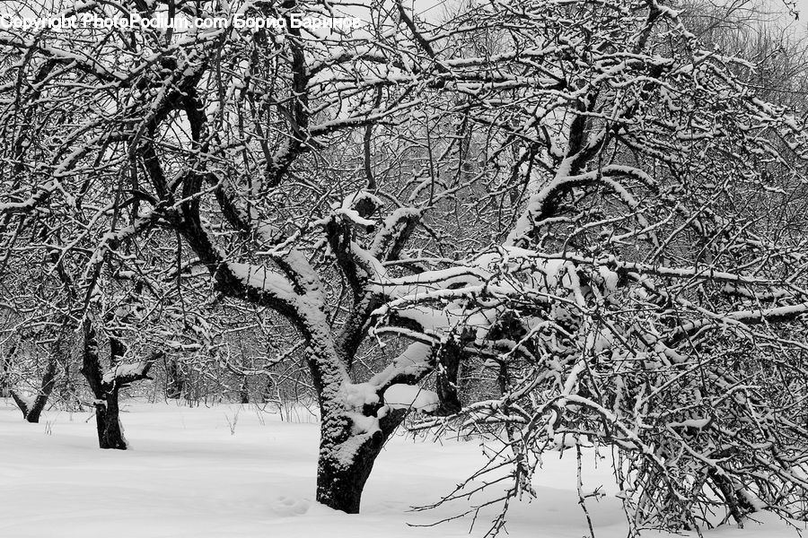 Ice, Outdoors, Snow, Plant, Tree, Oak, Wood