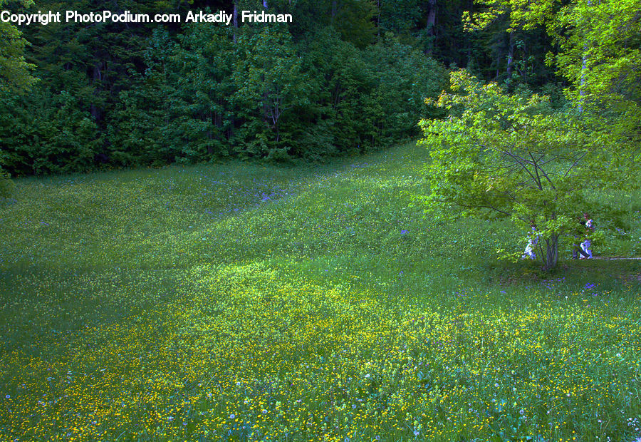 Field, Grass, Grassland, Plant, Land, Outdoors, Lawn