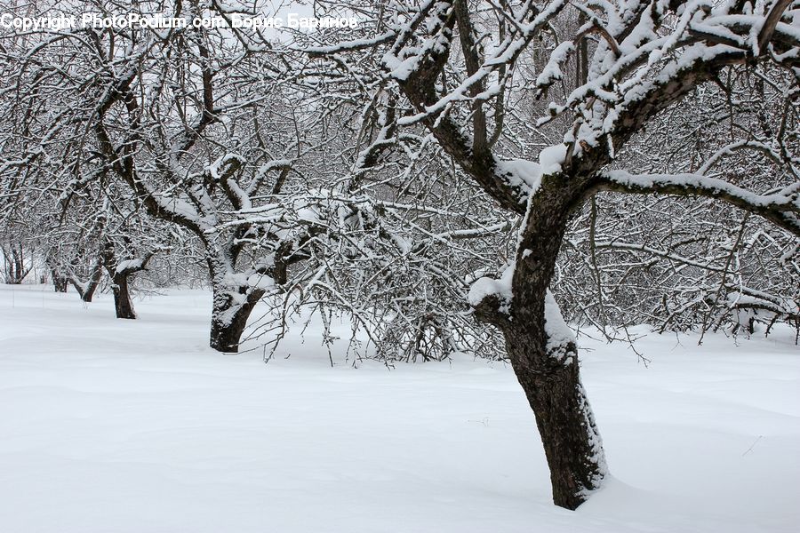 Ice, Outdoors, Snow, Plant, Tree, Landscape, Nature