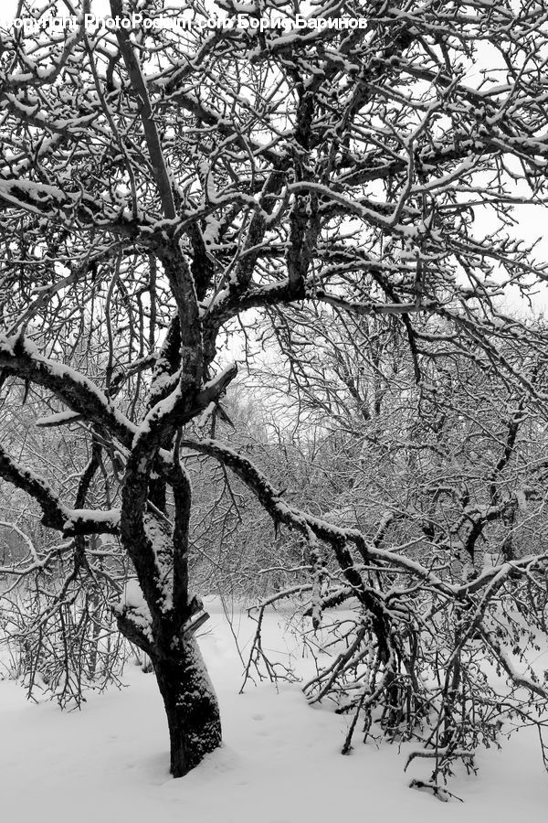 Plant, Tree, Ice, Outdoors, Snow, Oak, Wood