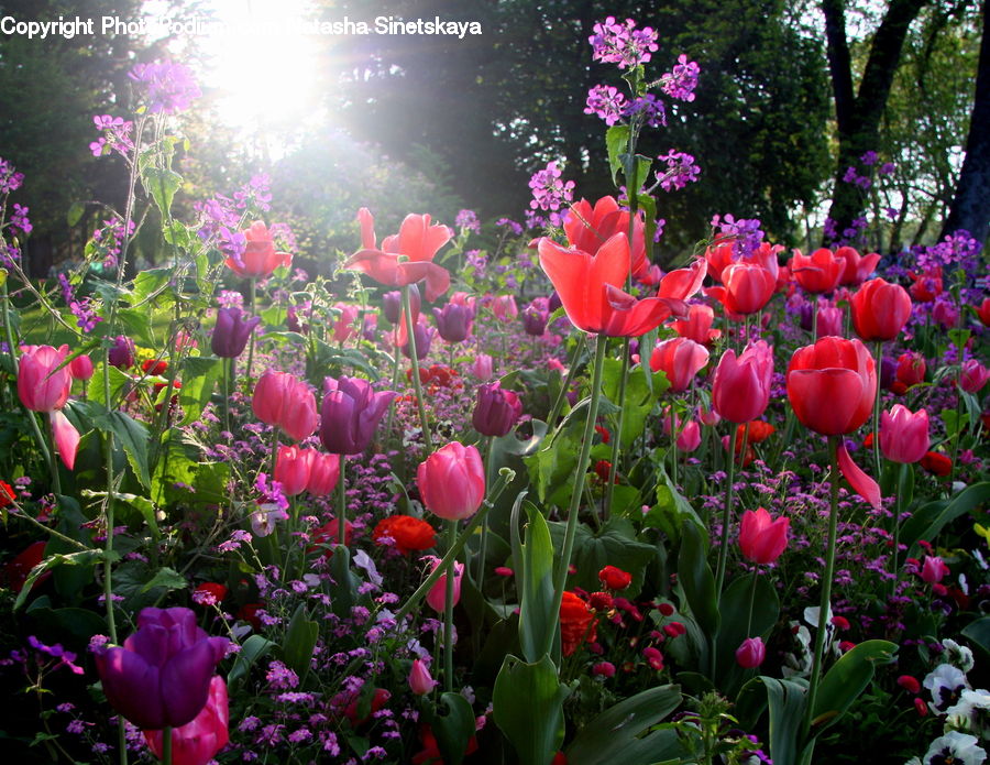 Blossom, Flora, Flower, Plant, Tulip, Peony, Flare