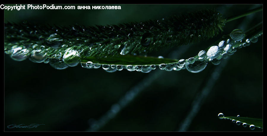 Droplet, Conifer, Fir, Plant, Tree