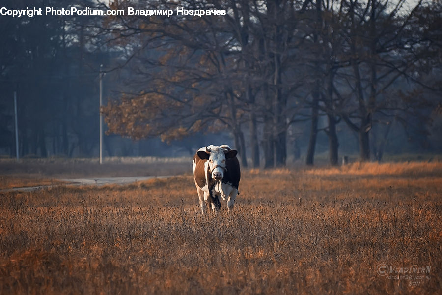 Animal, Cattle, Cow, Dairy Cow, Mammal, Angus, Bull