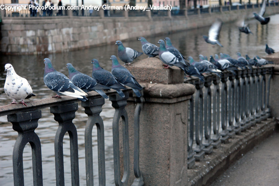 Bird, Pigeon, Dove, Banister, Handrail