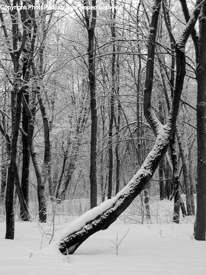 Ice, Outdoors, Snow, Plant, Tree, Fir, Forest