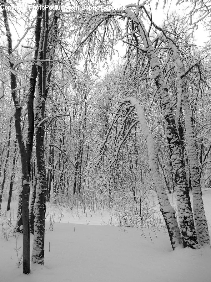 Ice, Outdoors, Snow, Birch, Tree, Wood, Plant