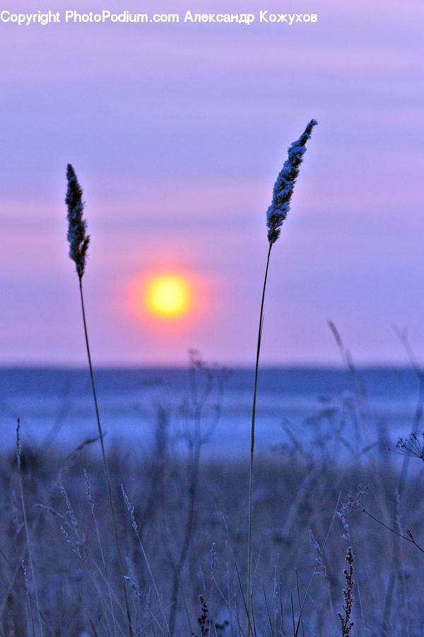 Field, Grass, Grassland, Plant, Dawn, Dusk, Sky