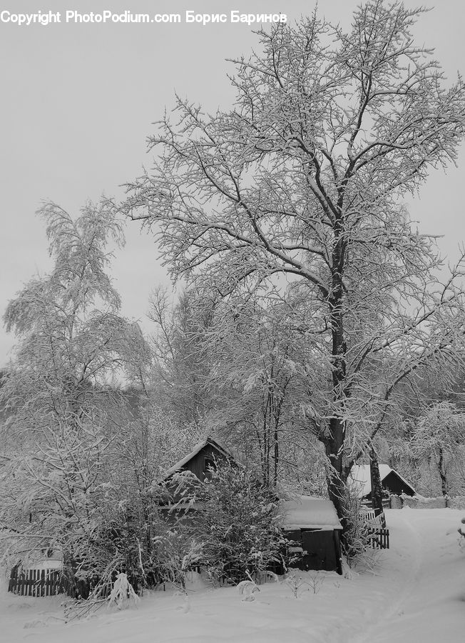 Ice, Outdoors, Snow, Frost, Plant, Tree, Countryside