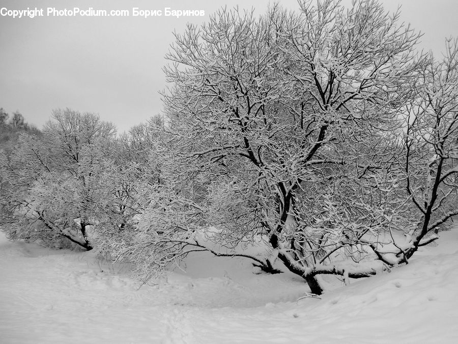 Ice, Outdoors, Snow, Plant, Tree